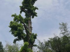 -洛阳白马寺