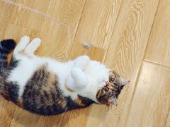 -Cappucimeow猫咪咖啡馆(韦伯时代店)