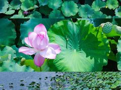 -湖南烈士公园(芙蓉区)