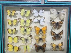-昆明植物园