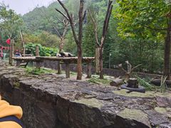 -都江堰中华大熊猫苑