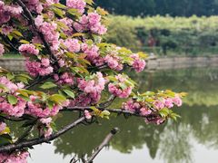 -嘉定紫藤园