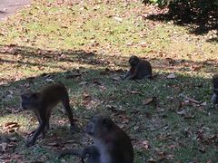 -武吉知马自然保护区