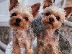 -安德鲁户外烧烤帐篷营地(马泉营店)