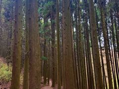 -山王坪喀斯特国家生态公园