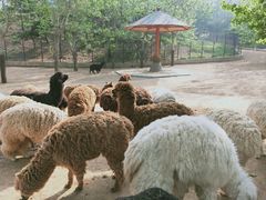 -大连森林动物园