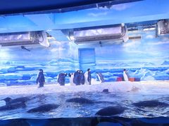 -大连老虎滩海洋公园