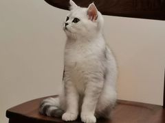 -纳吉亚猫专科动物诊疗中心(蒋宅口分院)