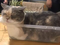-藦茜花园宠物主题亲子互动体验馆(国顺东路店)