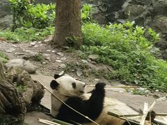 -都江堰中华大熊猫苑