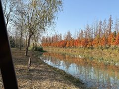 -合肥滨湖国家森林公园