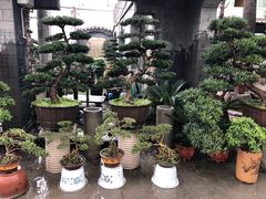 -金科花卉市场
