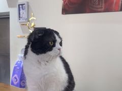 -猫小院猫主题餐厅(南锣旗舰店)