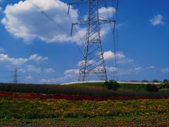 -紫颐香薰山谷景区
