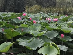 -前关湿地公园