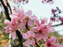 -狐尾山公园