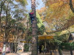 -紫金山山顶公园