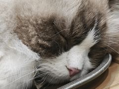 -藏猫猫咖啡主题馆(中央大道店)