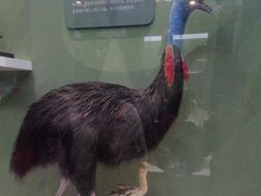 -国家自然博物馆