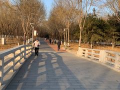 -大兴滨河森林公园