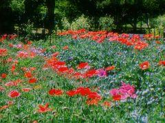 -国家植物园南园