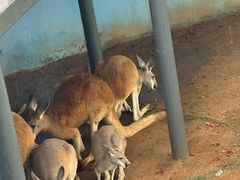 -西霞口神雕山野生动物世界