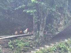 -林坑古村落