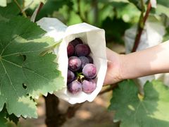 -马陆小张葡萄园农家乐