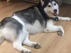 -Husky Go! 哈士奇体验馆·宠物咖啡厅狗咖