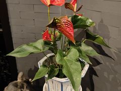 -羲和雅苑•北京烤鸭(平安国际金融中心店)