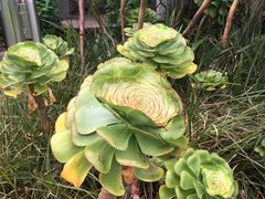 -墨尔本皇家植物园