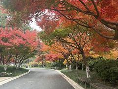 -青枫公园