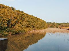 -大湾区中央湿地公园