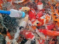 -海合安武汉极地海洋公园