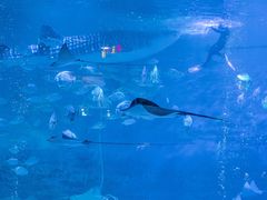 -烟台海昌鲸鲨海洋公园