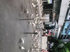 -绵阳人民公园(涪城区)