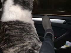 -PETKIT 小佩宠物·低压洗护·美容·寄养(安远店)