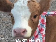 -大叔家福鼎小吃(十全街店)