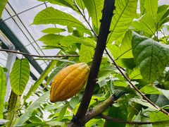 -歌斐颂巧克力小镇