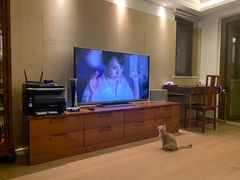 -momokira米努特·德文卷毛猫·棉花面纱犬