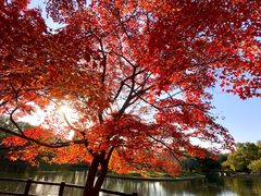 -上海共青森林公园