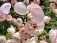 -都江堰玫瑰花溪谷