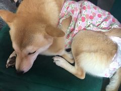 -逗柴咖啡屋·狗咖猫咖宠物桌游