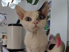 -琪喵猫屋·撸猫猫咖·猫舍