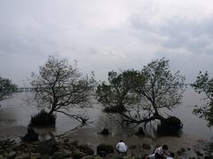 -宝安西湾红树林湿地公园