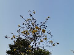 -黄埔古港