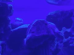 -芜湖新华联大白鲸海洋公园