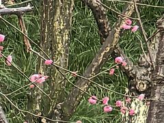 -重庆彩云湖湿地公园