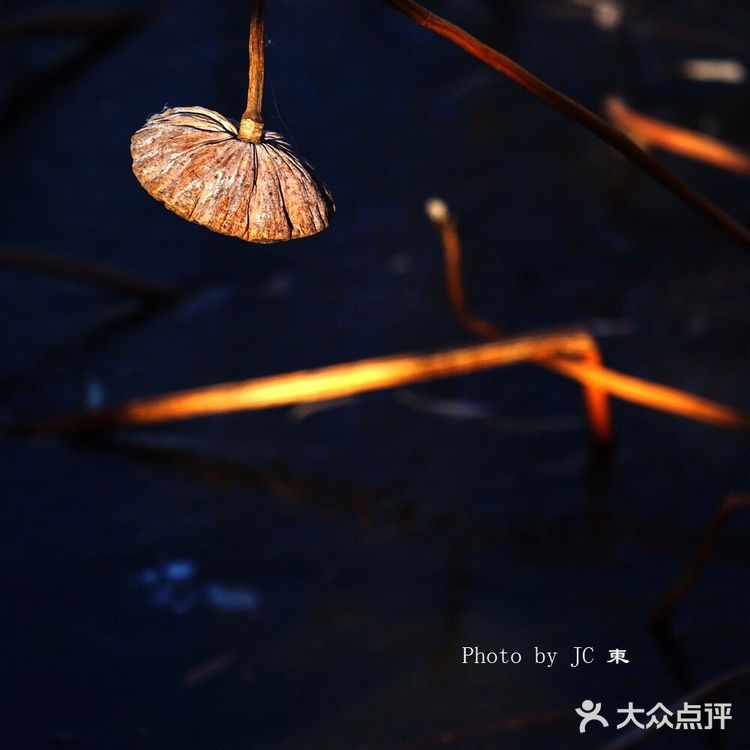 莲蓬