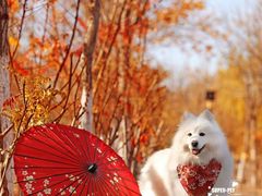 -超宠爱宠物摄影-Super pet